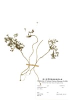 藏品(濱艾)的圖片